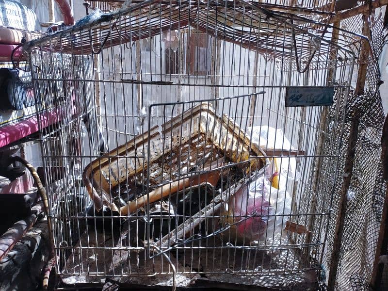 hen cage used 10/7 condition 1