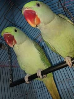 RAW Parrot Pair
