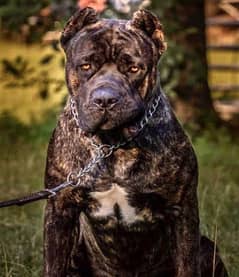 Imported Cane Corso Pedigreed puppy