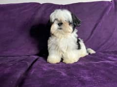 Shih tzu puppy looking for new home 0