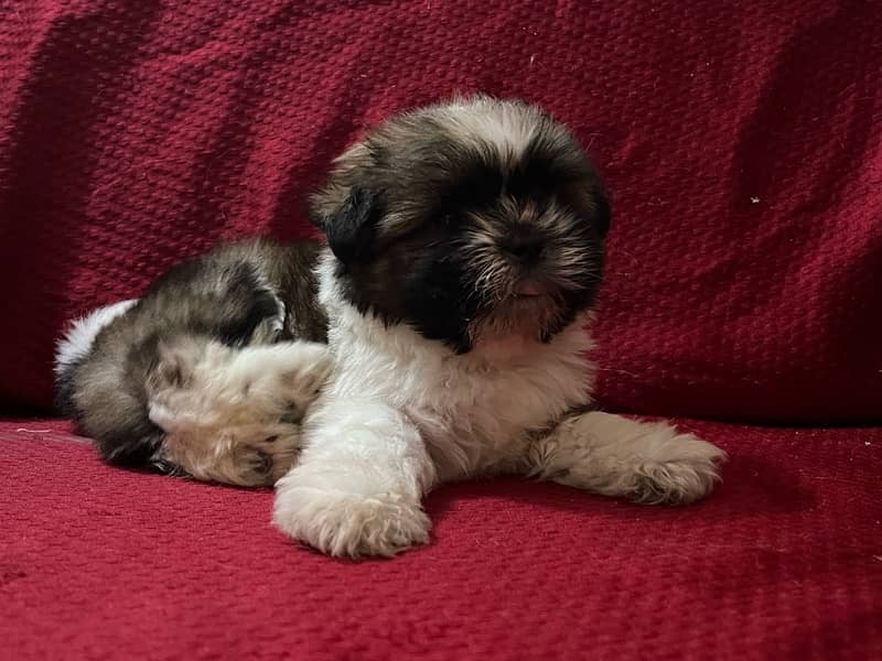 Shih tzu puppy looking for new home 1