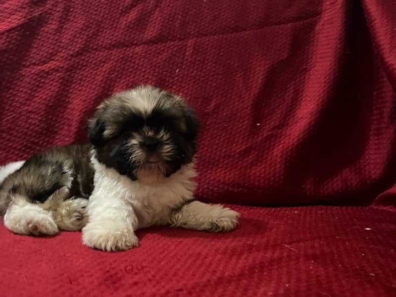Shih tzu puppy looking for new home 2