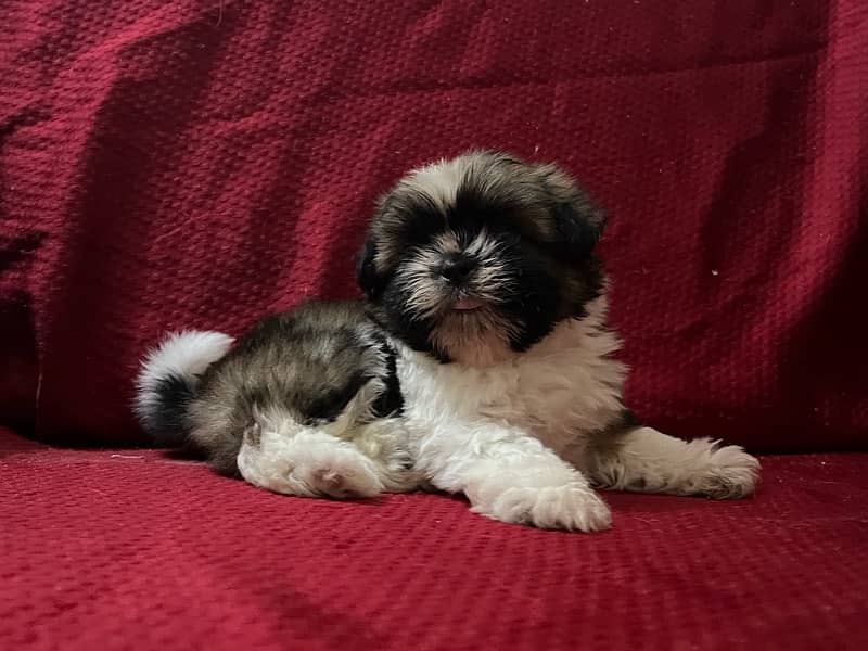 Shih tzu puppy looking for new home 3
