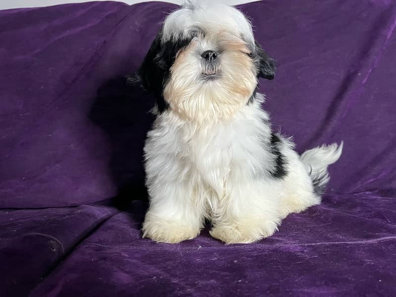 Shih tzu puppy looking for new home 4
