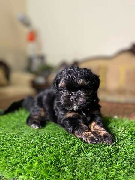 Shih tzu puppy looking for new home 5
