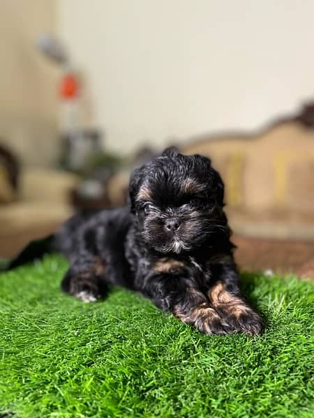 Shih tzu puppy looking for new home 6