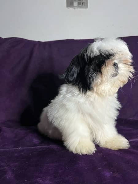 Shih tzu puppy looking for new home 7
