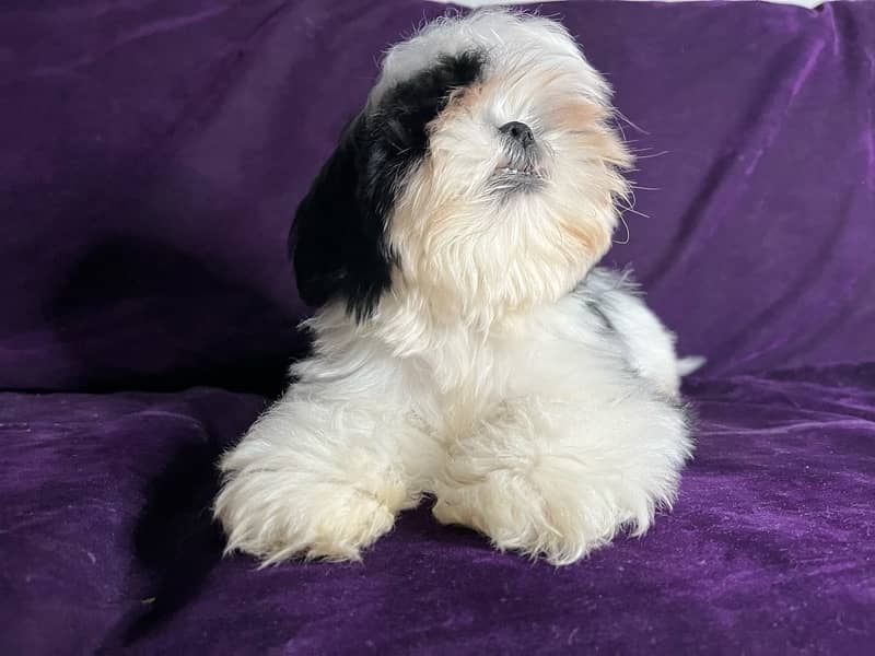 Shih tzu puppy looking for new home 8