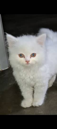 Persian Triple Coat Kitten 0