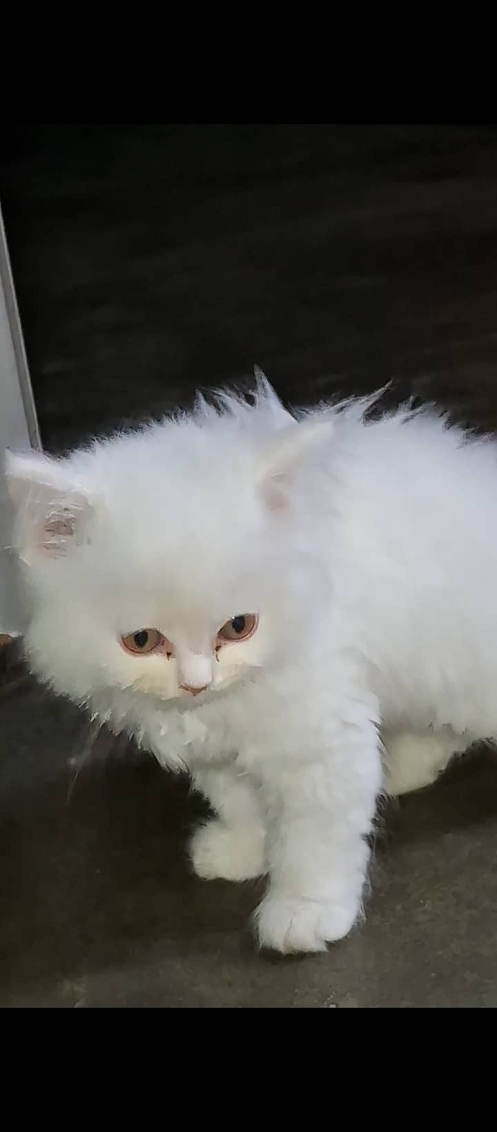 Persian Triple Coat Kitten 1