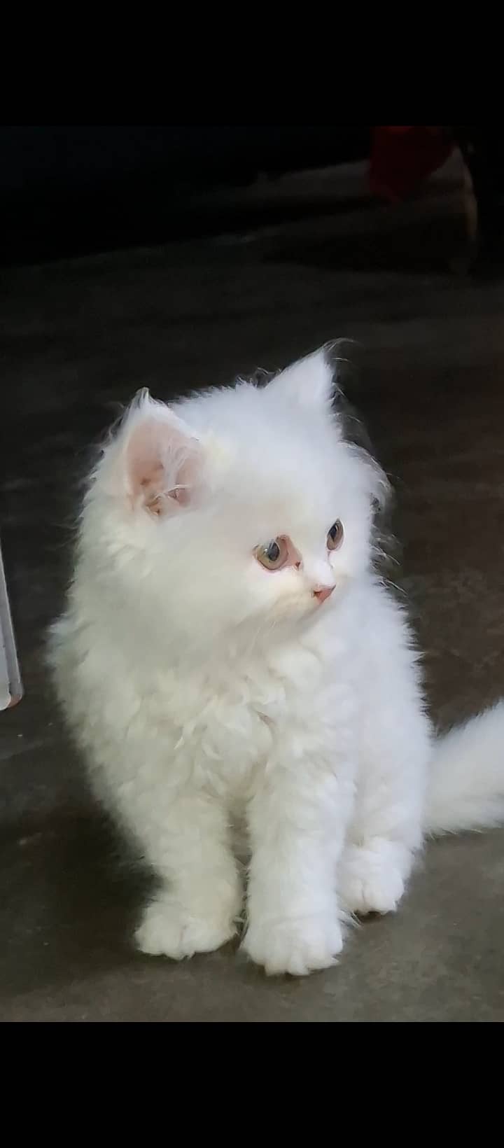 Persian Triple Coat Kitten 2