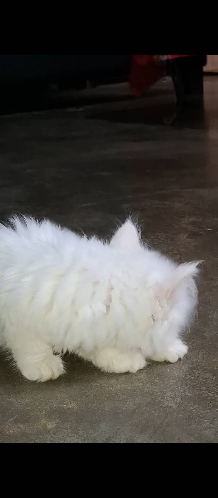 Persian Triple Coat Kitten 3