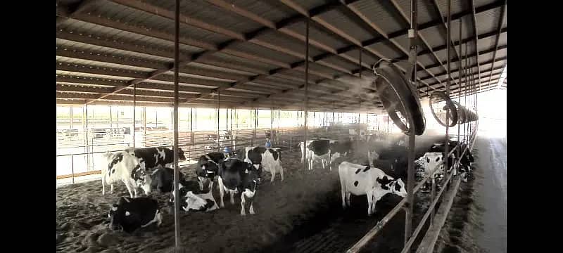 Misting System for cows/Dairy farm Cooling/mist spray/Pets cooling 4