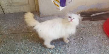 Pure pershion tripple coated male kitten