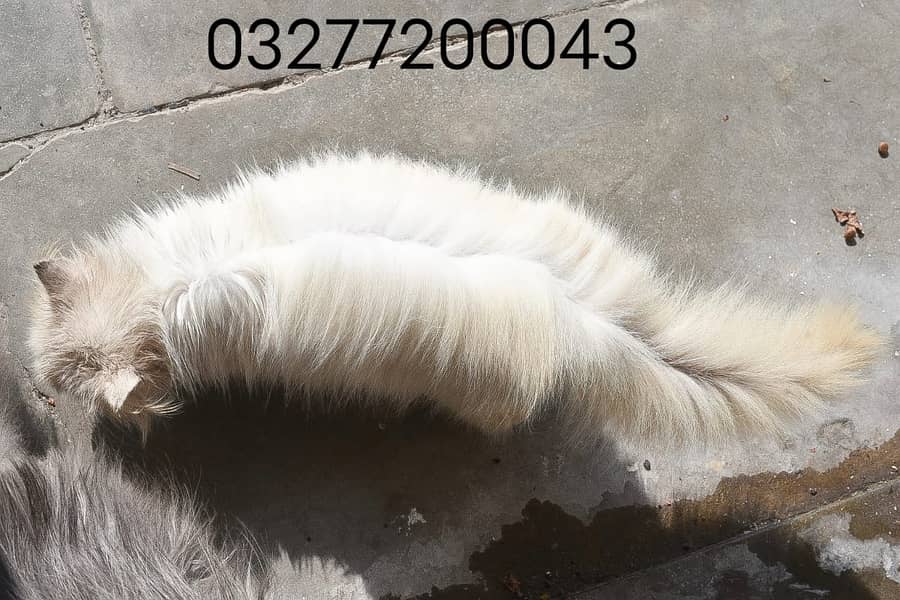 Pure pershion tripple coated male kitten 5