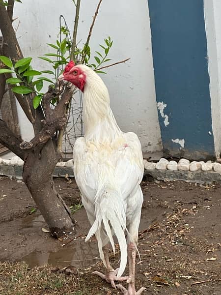 For sale Aseel Heera chicks available 2