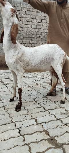 Goat for sale