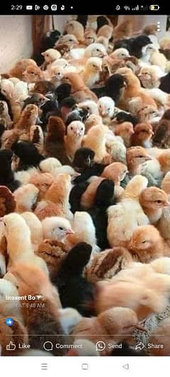 Choza- mini poultry farm.