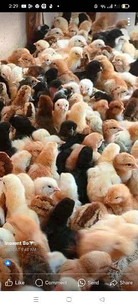 Choza- mini poultry farm. 0