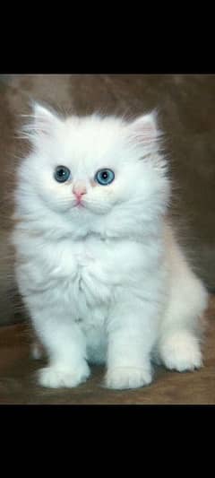 pershain kitten heavy breed