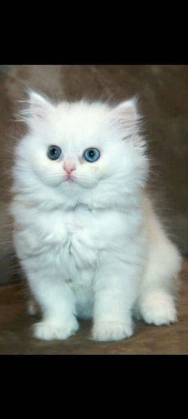 pershain kitten heavy breed 0