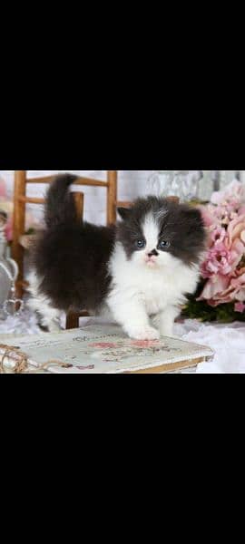 pershain kitten heavy breed 1