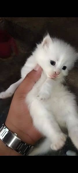 pershain kitten heavy breed 3