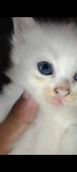 pershain kitten heavy breed 4
