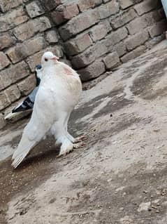fancy Pouter Pigeon is available for sale