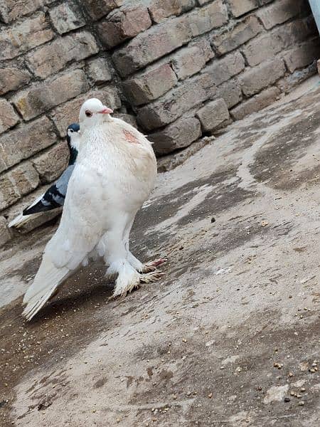 fancy Pouter Pigeon is available for sale 0