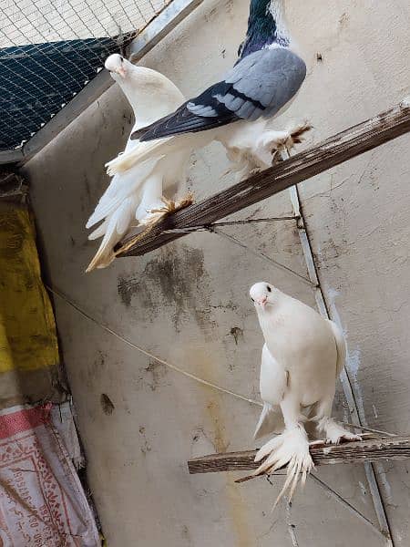 fancy Pouter Pigeon is available for sale 1