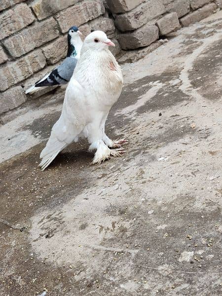 fancy Pouter Pigeon is available for sale 3