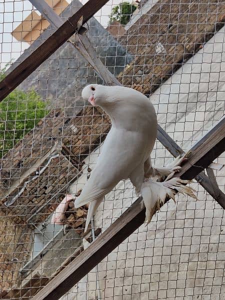 fancy Pouter Pigeon is available for sale 5