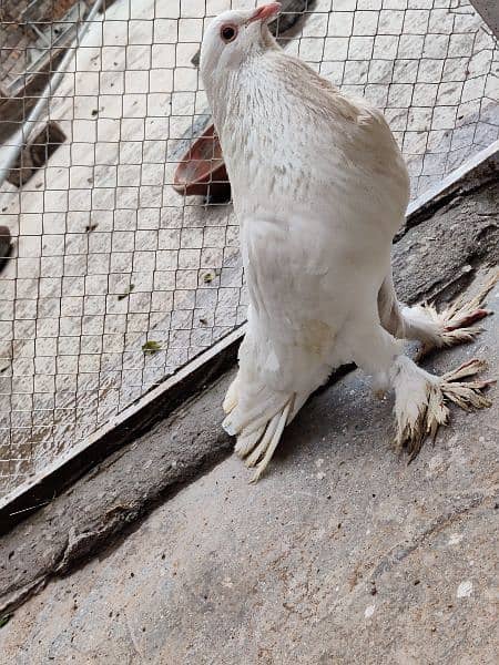 fancy Pouter Pigeon is available for sale 6