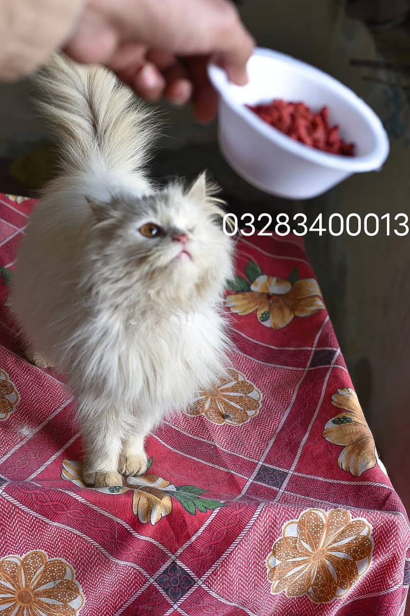 Pure pershion tripple coated male kitten 12