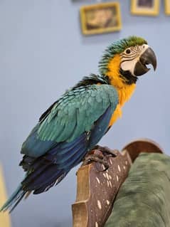 Blue and Gold Macaw tame