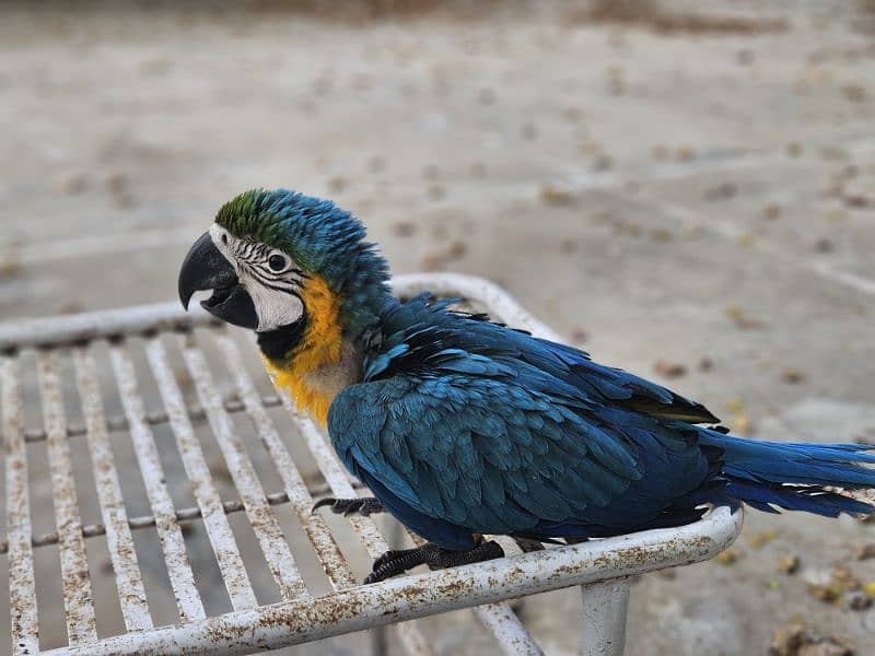 Blue and Gold Macaw tame 1