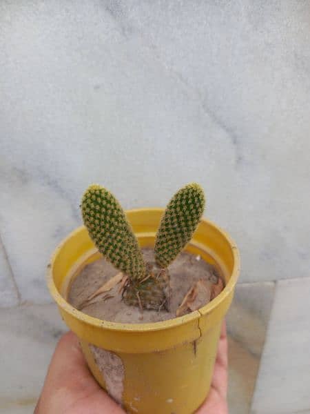 Bunny Ear cactus 1