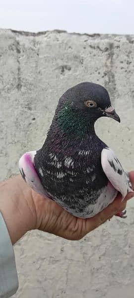 mix pigeons for sale 1