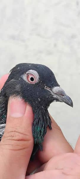 mix pigeons for sale 2