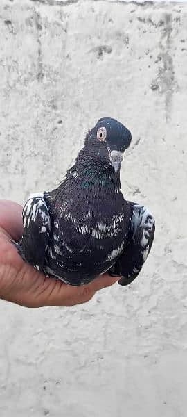 mix pigeons for sale 3