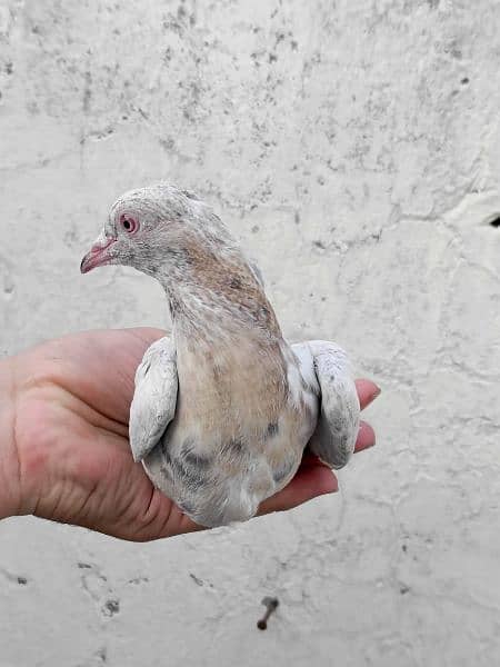 mix pigeons for sale 5