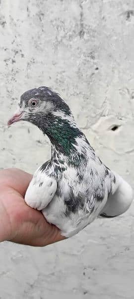mix pigeons for sale 7