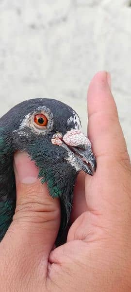 mix pigeons for sale 12