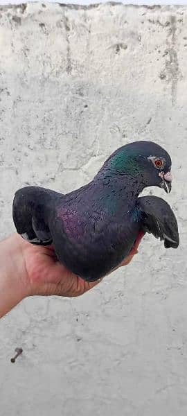 mix pigeons for sale 14