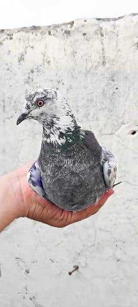 mix pigeons for sale 15
