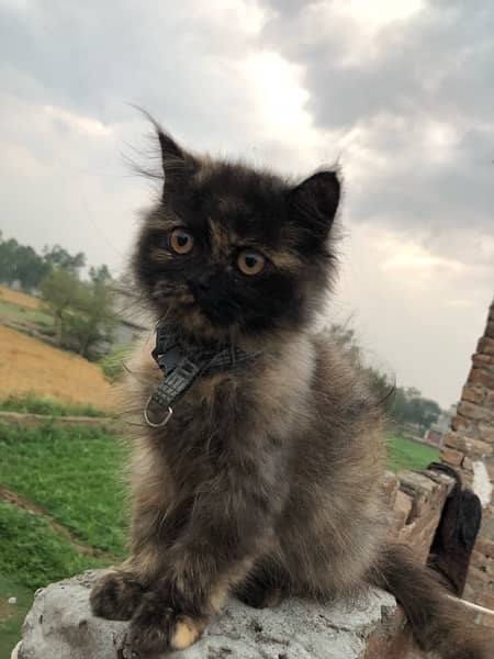 Persian Cat for sale 1