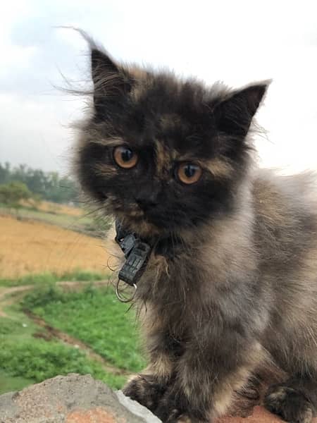 Persian Cat for sale 2