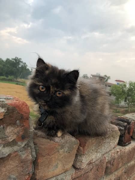 Persian Cat for sale 3