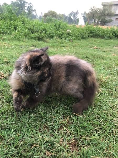 Persian Cat for sale 4